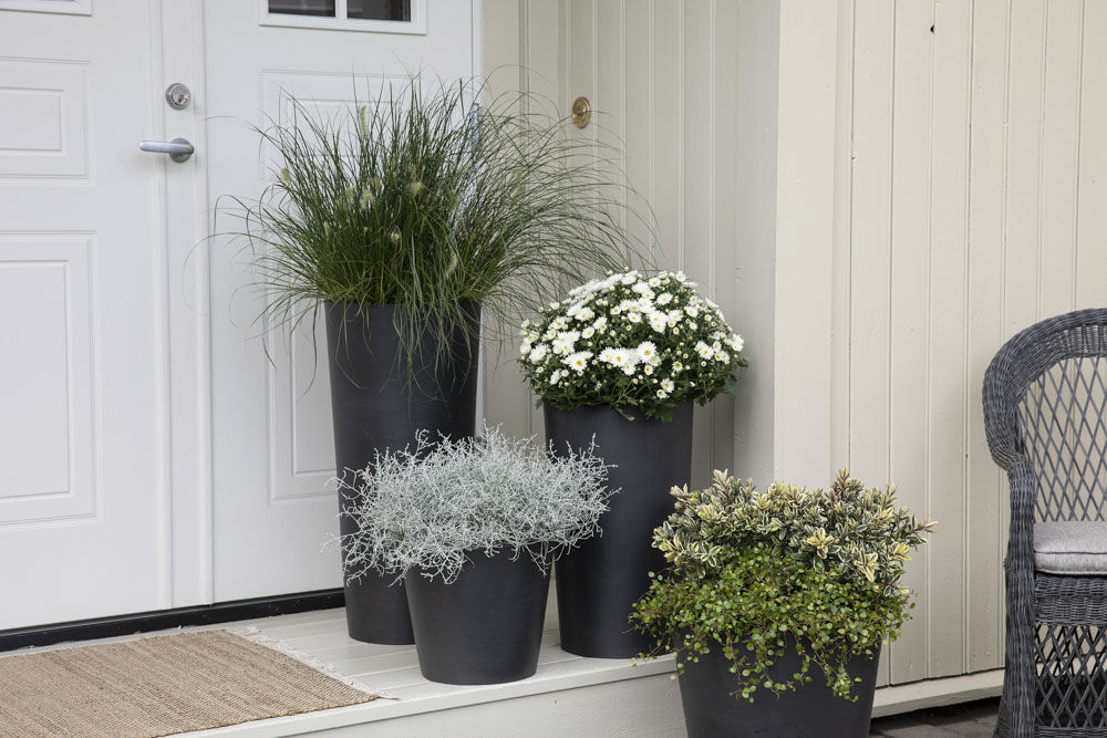 Duo de chrysanthèmes en pot – Image 5