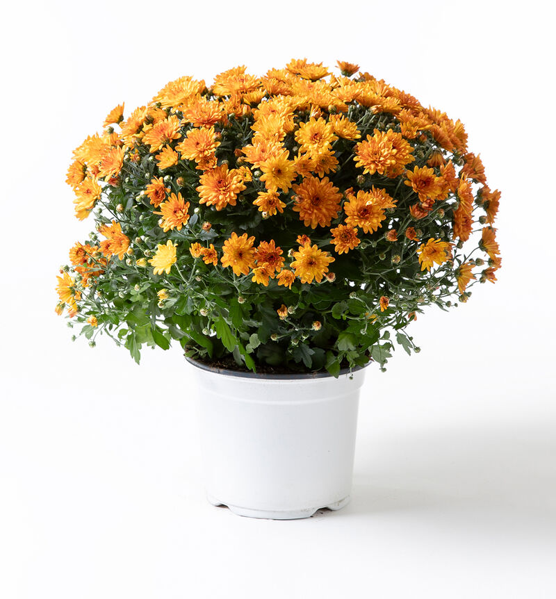 Duo de chrysanthèmes en pot – Image 2