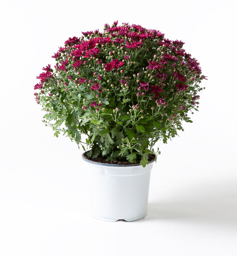 Duo de chrysanthèmes en pot – Image 3