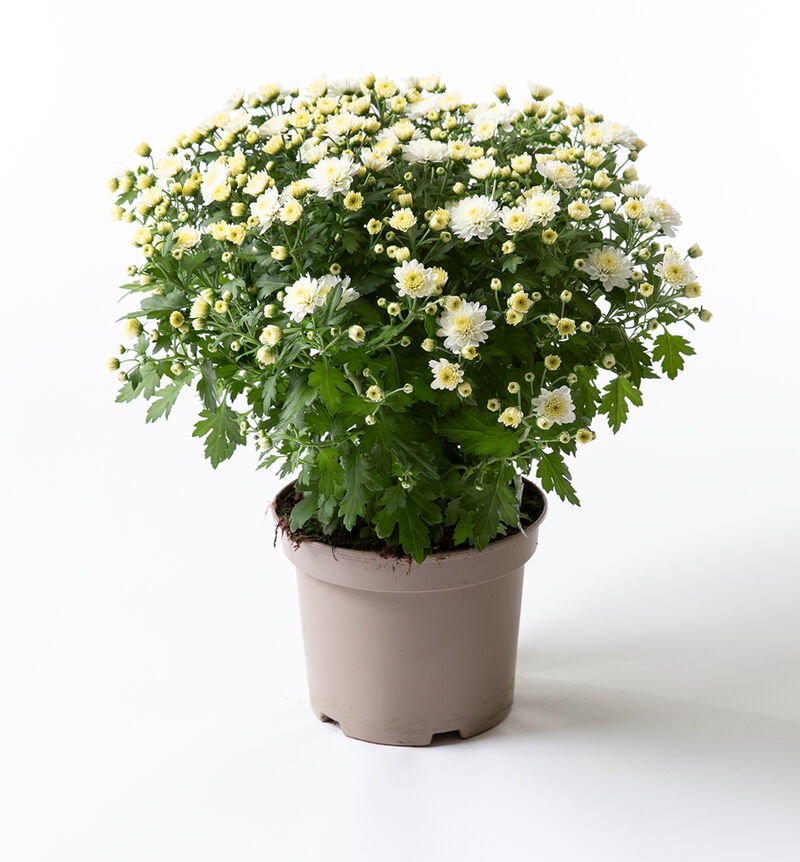 Duo de chrysanthèmes en pot – Image 4