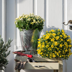Duo de chrysanthèmes en pot