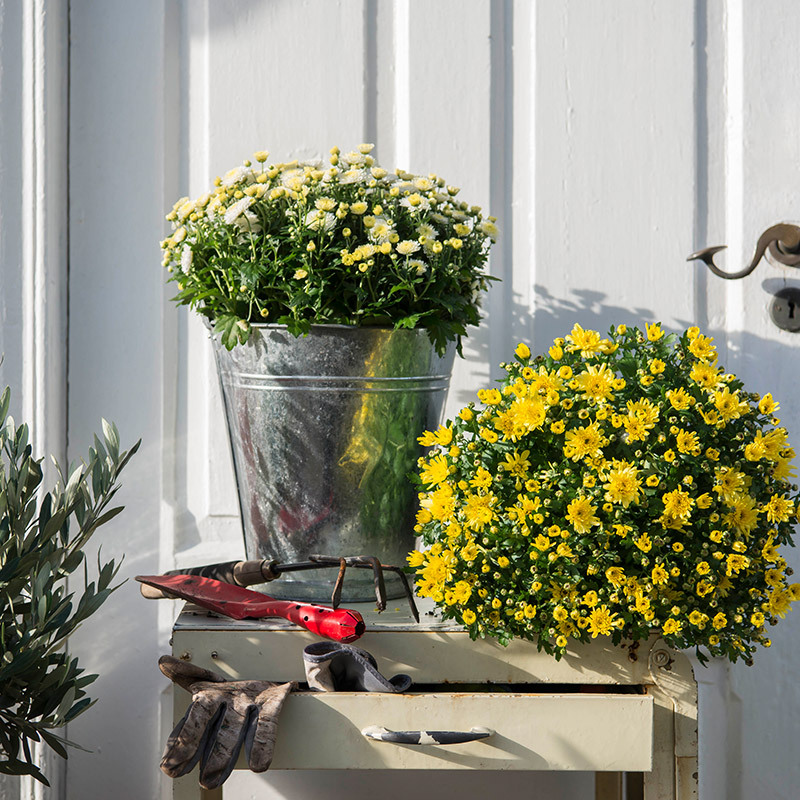 Duo de chrysanthèmes en pot